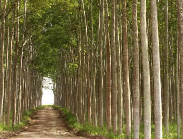 Paricá: uma madeira versátil para a produção de compensados e laminados